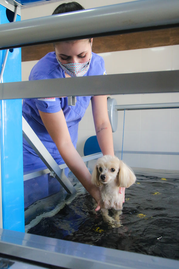 Real Vet Plus: A vantagem de ter um plano de saúde veterinário 3 Hospital Estrada Real 4
