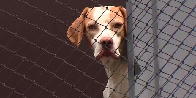 Segurança para seu pet: A importância de investir em redes e telas de proteção 4 Solução Telas destacada