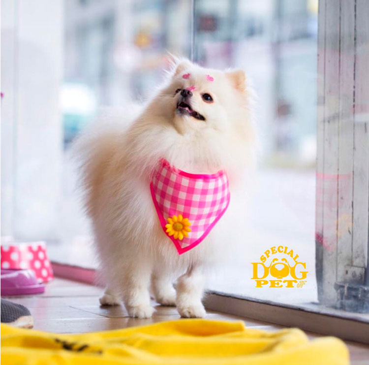 Special-Dog---cao-branco
