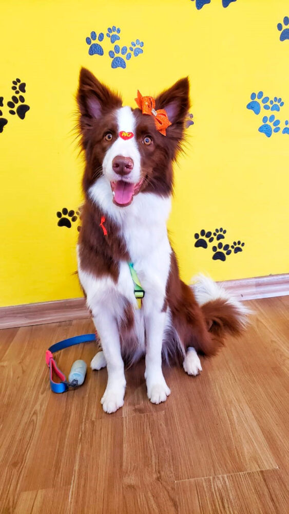 Special Dog cliente 1