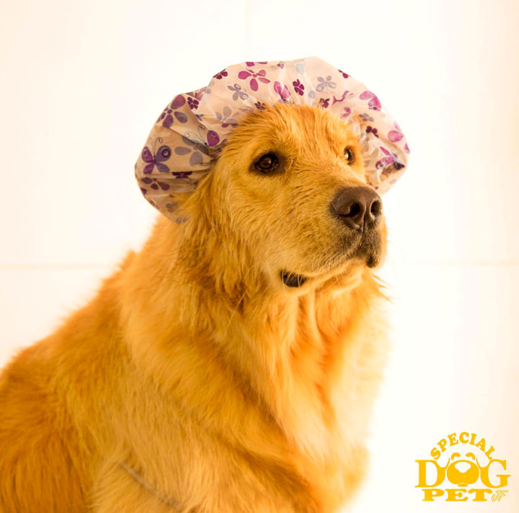 Special-Dog---cliente-2