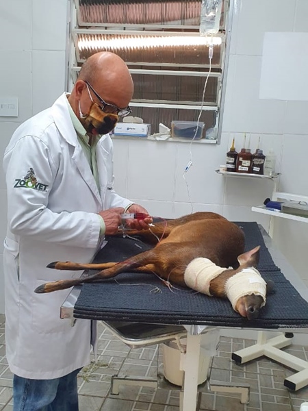 veado catingueiro - dr rômulo 4