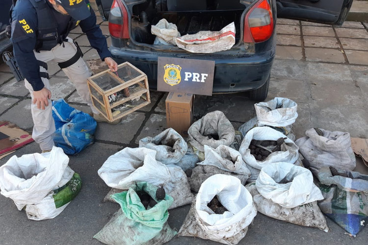 PRF apreende mais de mil jabutis e pássaros silvestres em Leopoldina 2 jabutis by prf