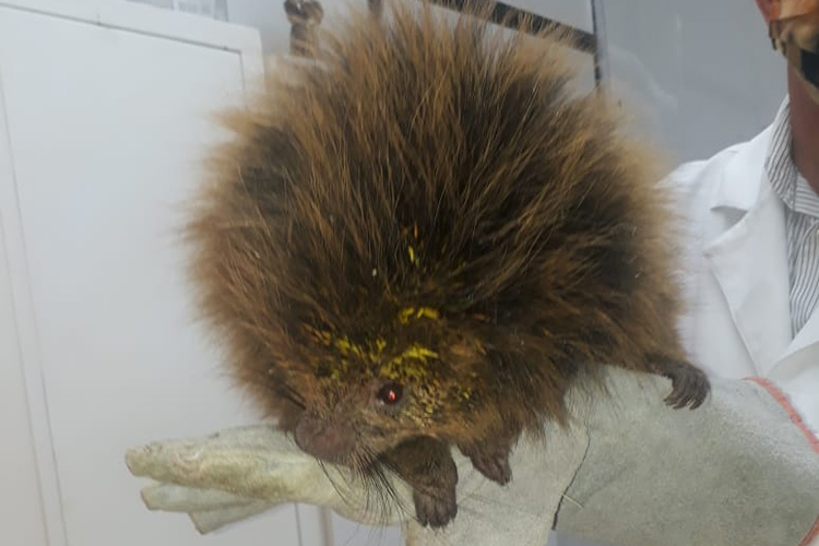 Ouriço-cacheiro é resgatado em prédio no Centro de JF 3 ouriço veterinário rômulo 2