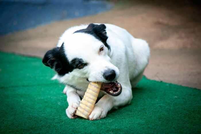 petscalm 3