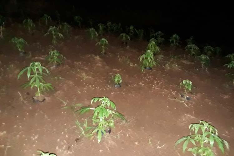 plantação de maconha divulgação pmmg