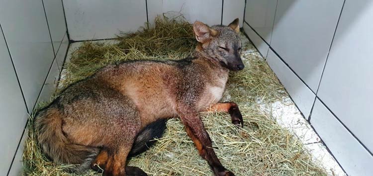 Seis animais feridos são recolhidos no fim de semana em JF 2 veado