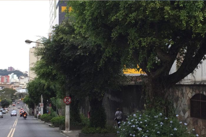 Moradores solicitam poda de árvores 1 vu fernando priamo