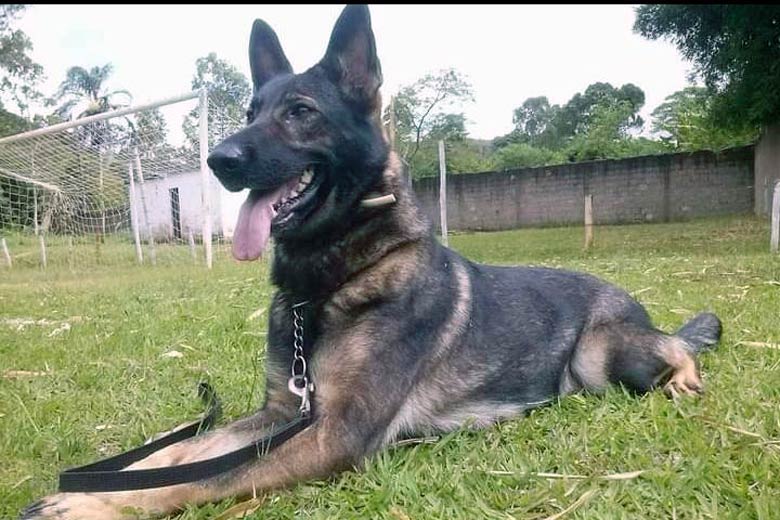 Cadela policial Kiara se aposenta e já está em sua nova casa 1 2 Kiara cadela PM