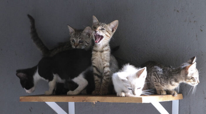 Onde e como adotar um pet que pode se tornar seu melhor amigo 1 gatos