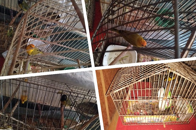 Quinze pessoas são presas em operação contra o tráfico de animais em MG e no RJ 1 pássaros apreendidos