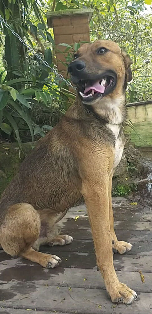 Onde e como adotar um pet que pode se tornar seu melhor amigo 3 petgreen1