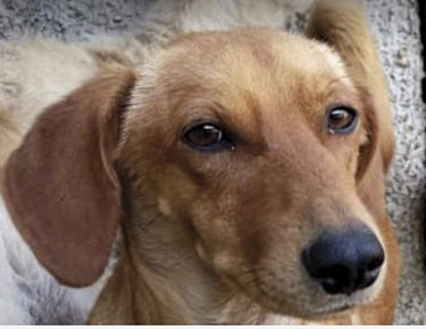 Onde e como adotar um pet que pode se tornar seu melhor amigo 5 petgreen2
