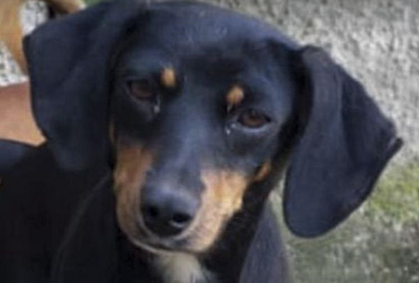 Onde e como adotar um pet que pode se tornar seu melhor amigo 2 petgreen3