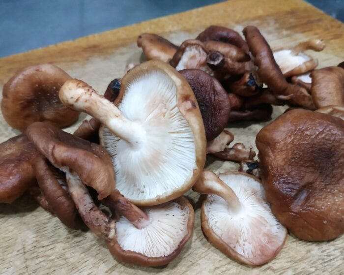 Cogumelos Shitake Cogumelos Shitake