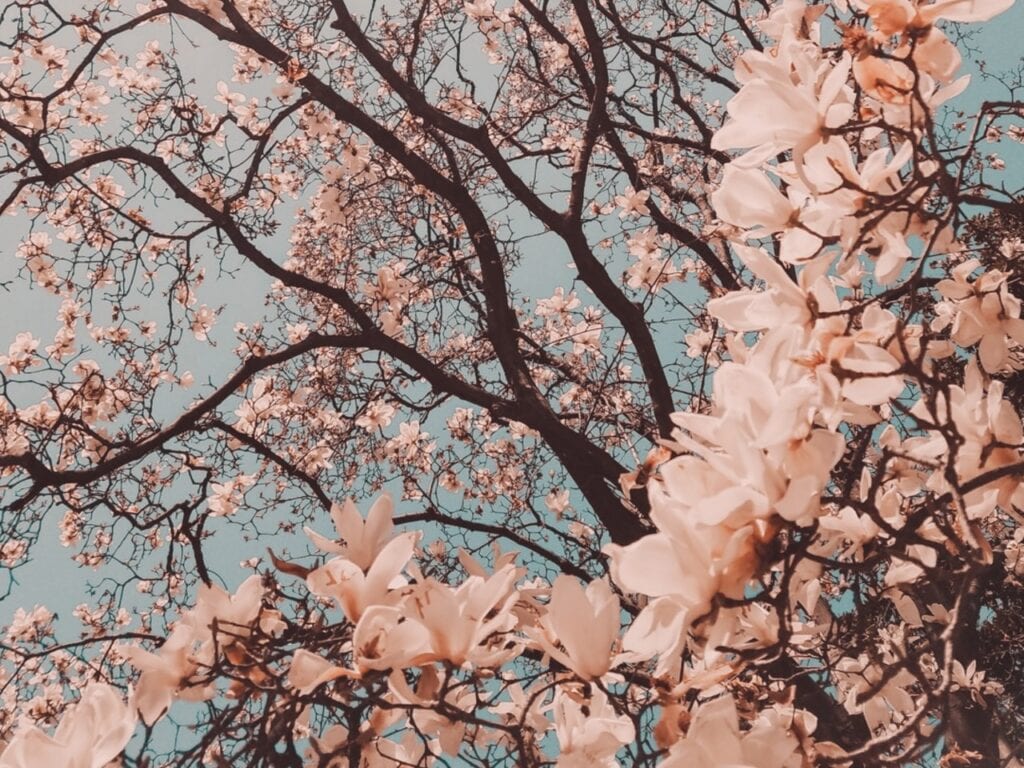 COMEÇOU A PRIMAVERA: NÃO ESQUEÇA DE SE CUIDAR 1 WhatsApp Image 2020 09 22 at 18.05.28