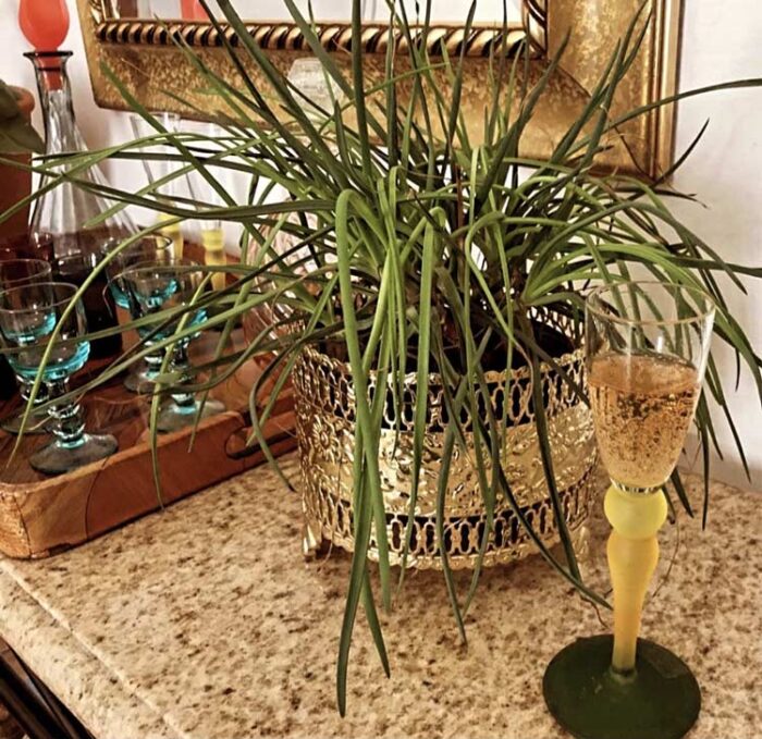 Urban jungle: natureza em casa 5 LHenrique D21BBCC3 1C94 449E AC03 B6D47A36B8F4