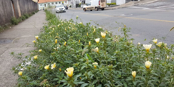Mato floresce em passeio do São Mateus 1 vu 2710