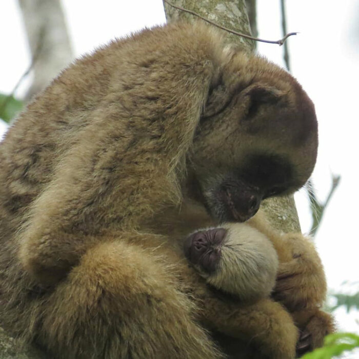 Ameaçado de extinção, maior primata das Américas nasce em Ibitipoca 1 muriqui by Priscila Pereira