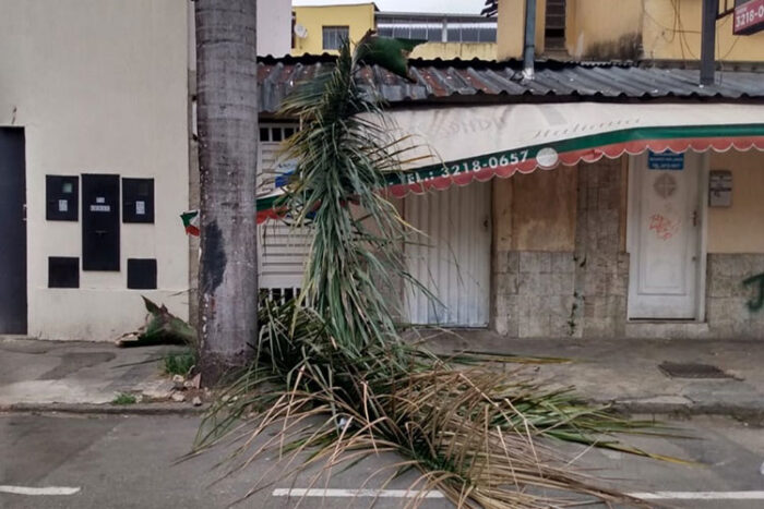 Folhas de palmeira caem em rua do São Mateus 1 vu 0611