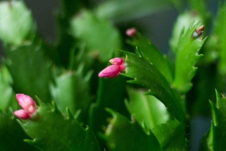 Flor de maio 1 é logo ali renan