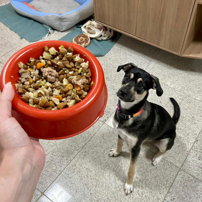 Alimentação natural para seu pet em Juiz de Fora 2 Alimentação natural para seu pet em Juiz de Fora
