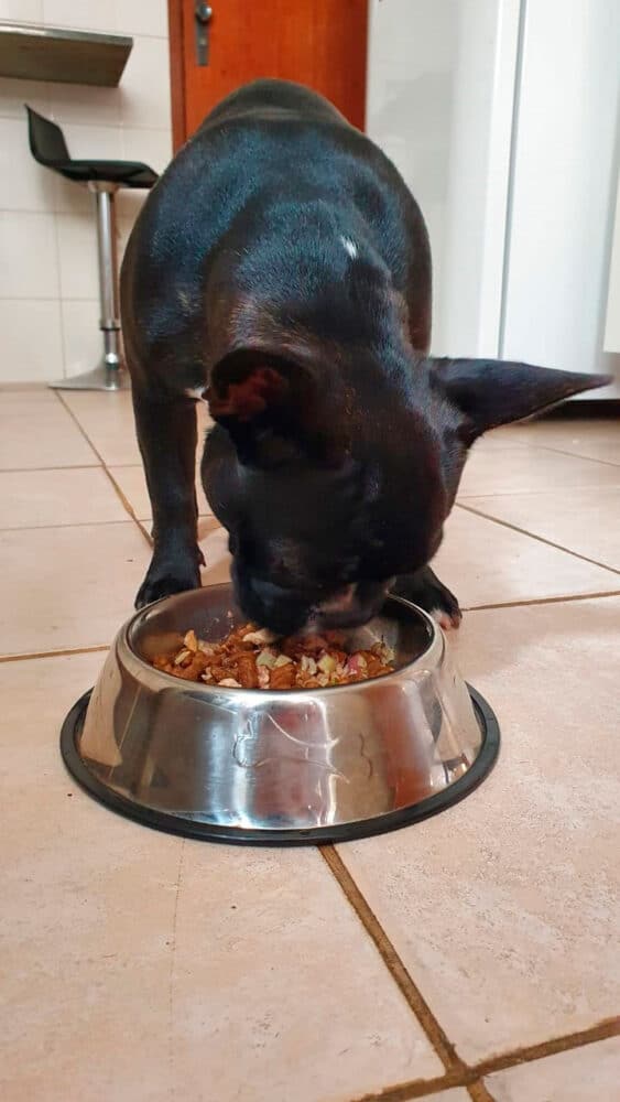 Alimentação natural para seu pet em Juiz de Fora 3 Alimentação natural para seu pet em Juiz de Fora