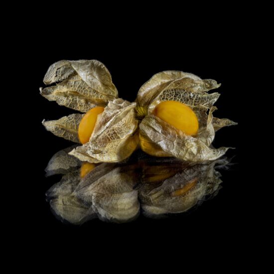 Maga Bastos_Renda se a Physalis Maga Bastos_Renda se a Physalis