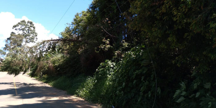 Leitor solicita poda em árvores do Recanto dos Lagos 1 vu 0912