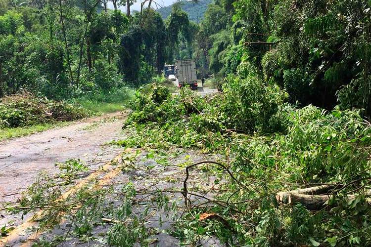 Queda de árvores durante chuva causa engarrafamento na BR-267 2 ávores br267 fernando priamo3 1