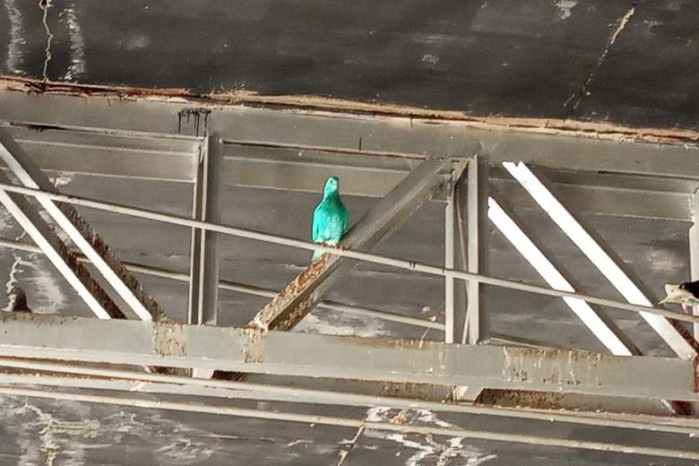 Polícia Civil investiga caso de pombos pintados em Leolpodina 2 2pombos pintados by prefeitura de leopoldina