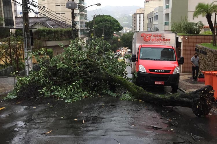 Chuva forte causa queda de árvores e alagamentos em Juiz de Fora 3 arvore fernando priamo