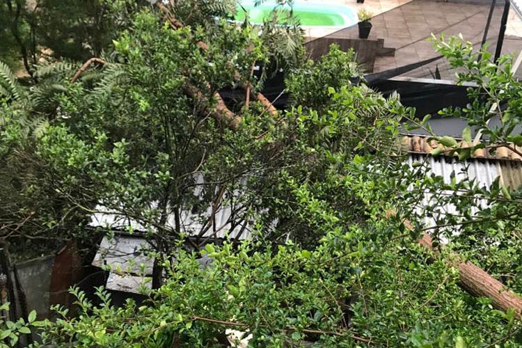 Volume de chuvas em JF já passa da metade do esperado para o mês 4 Árvore1 Corpo de Bombeiros