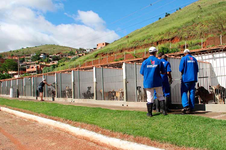 Canil Municipal abriga 200 cães acima da capacidade 2 Canil Carlos Mendonça