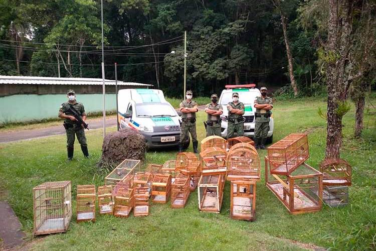 apreensão de pássaros divulgação PM