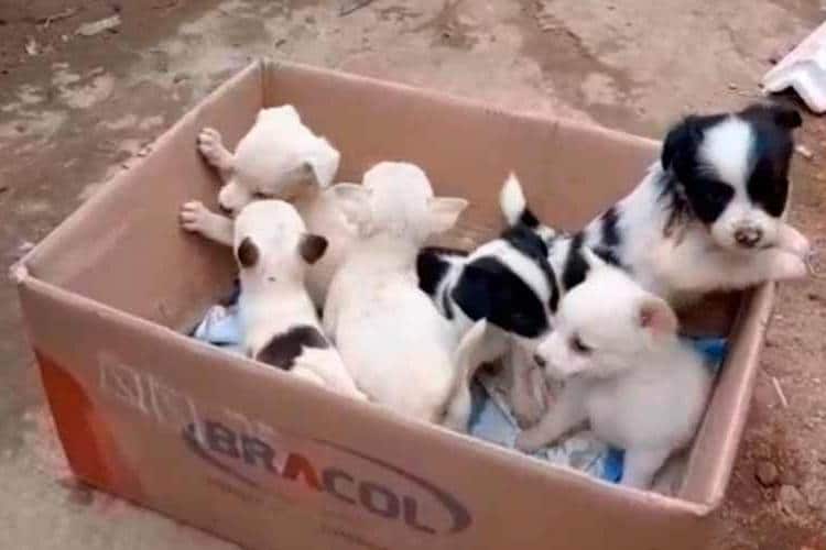 Polícia Civil resgata dez cães em situação de maus-tratos em JF 2 cães resgatados divulgação polícia civil