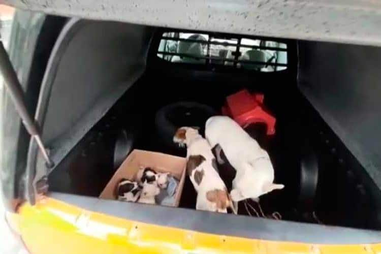 Polícia Civil resgata dez cães em situação de maus-tratos em JF 1 cães resgatados2 divulgação polícia civil