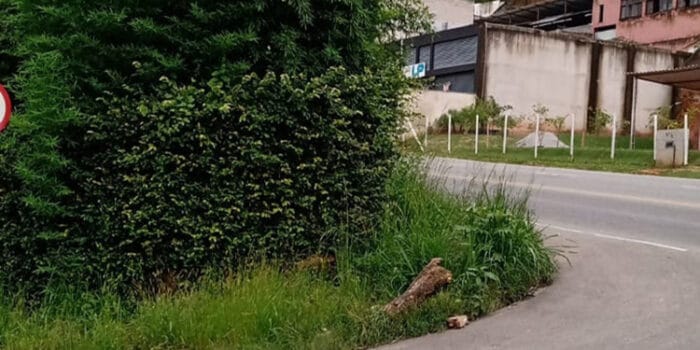 População solicita capina no Bandeirantes 1 vu 0902