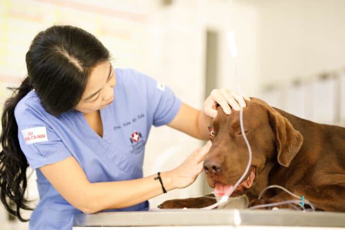 Conheça hospital veterinário 24h em JF 1 Hospital Veterinário
