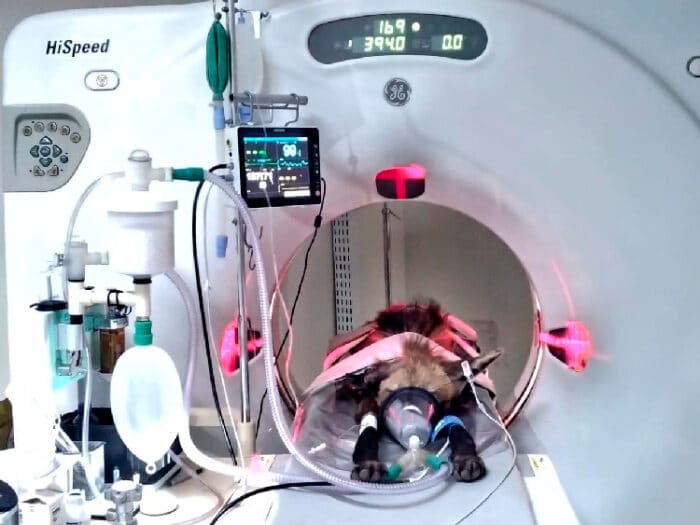 Conheça hospital veterinário 24h em JF 3 animal fazendo tomografia 2