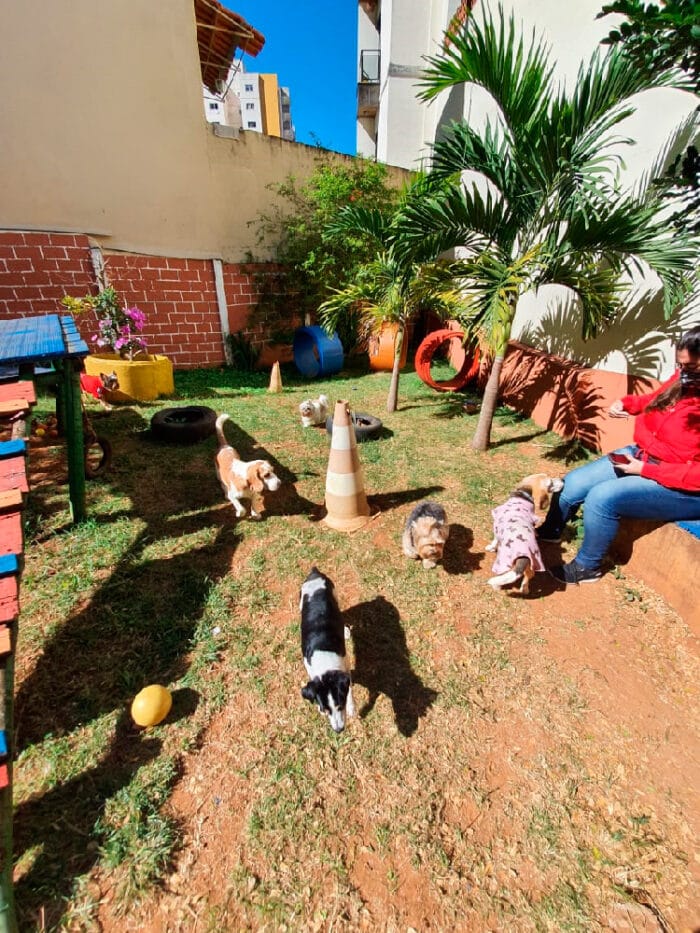 Animundi: cuidado 24 horas para os pets 2 animundi