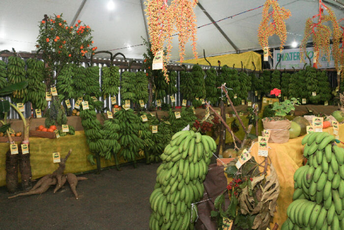 Piau, terra das bananas, investe no homem do campo 1 piau
