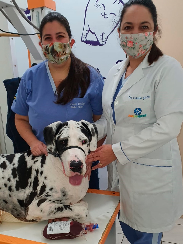 cachorro cachorro