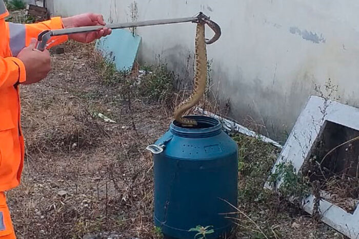 Cascavel de 1,2 metros é capturada em residência de São João del-Rei 1 cascavel capturada bombeiros