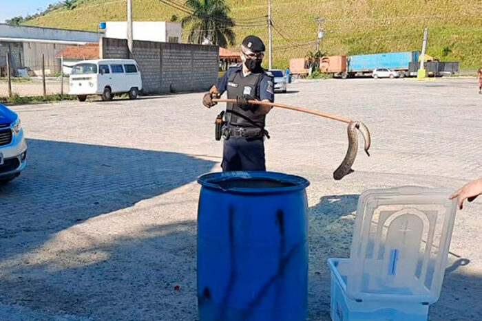 Guarda Municipal recolhe cobra cascavel em posto de gasolina 1 resgate de cobra pjf