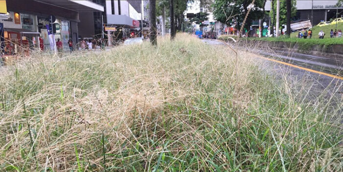 Falta de capina em calçada da Avenida Rio Branco 2 vu 02032