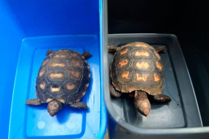 Polícia Civil resgata 20 animais silvestres que seriam comercializados em JF 1 comercio ilegal de animais pcmg