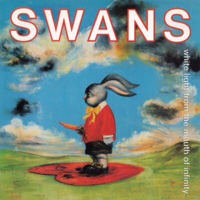 swans swans