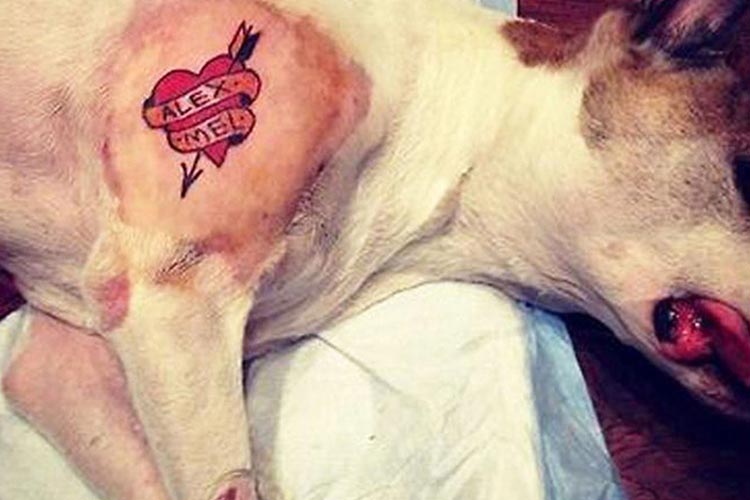 Câmara aprova multa de até R$ 30 mil para quem tatuar animais em JF 1 animal tatuado assembleia legislativa sp