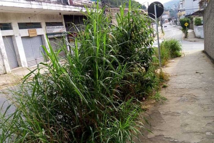 Matagal toma passeio no Manoel Honório 1 vu09.06